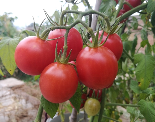 经济大棚蔬菜篇（五）番茄土壤